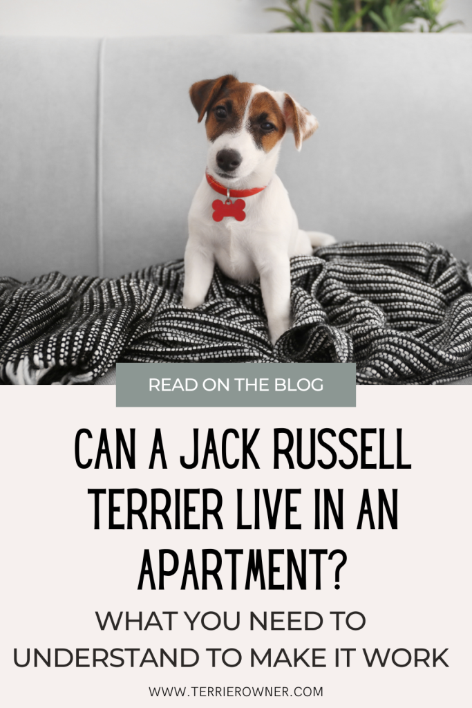 Can a Jack Russell Terrier Live in an Apartment?