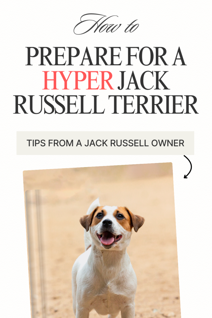 How to prepare for a hyper jack russell terrier