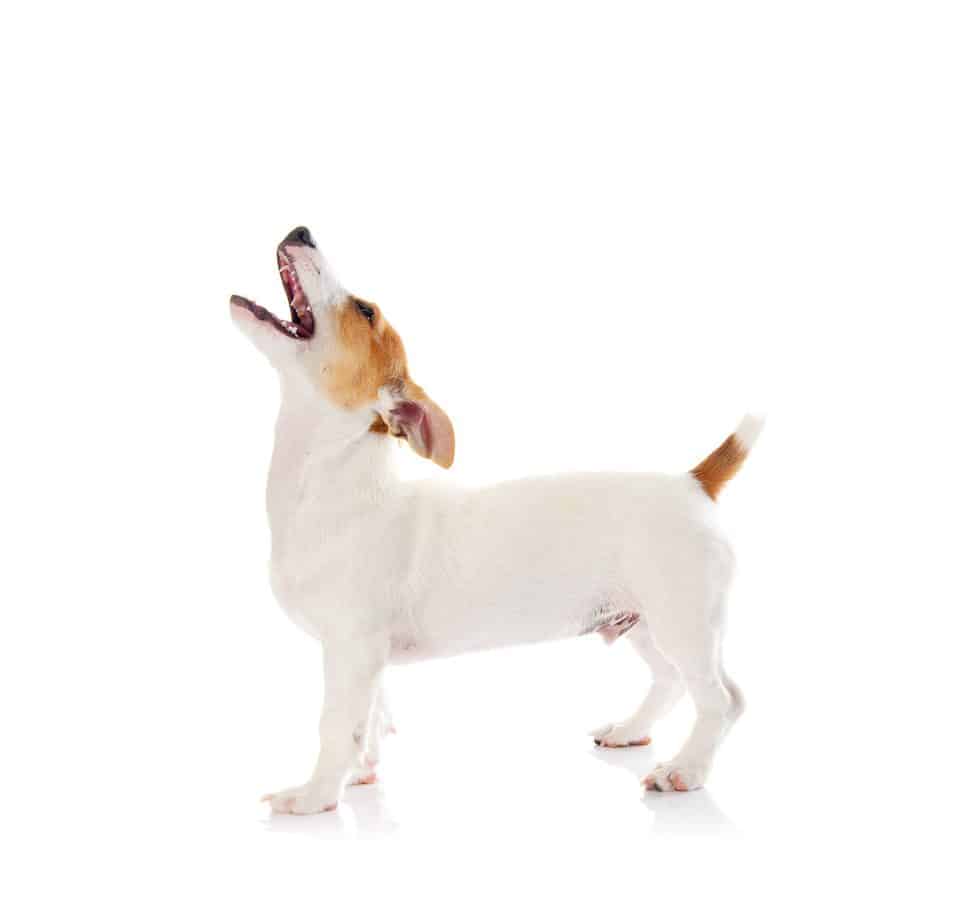 Do Jack Russell Terriers Howl? [And What You Can Do About It] - Terrier ...