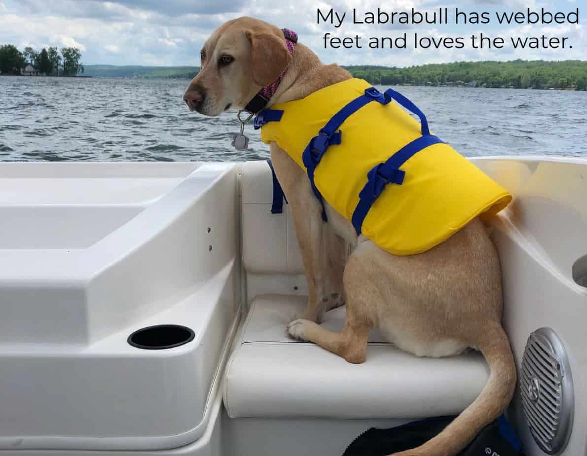 Labrabul Pit Bull Terrier Labrador Retriever Mix [Labrabull Facts, FAQ’s, and ...