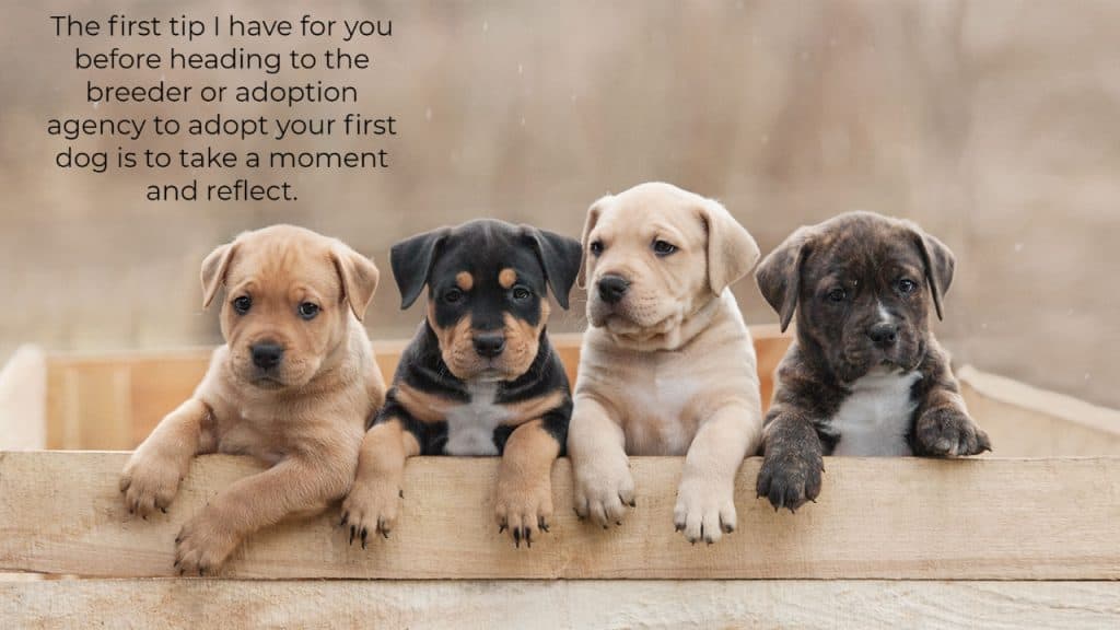 The first tip I have for you before heading to the breeder or adoption agency to adopt your first dog is to take a moment and reflect.