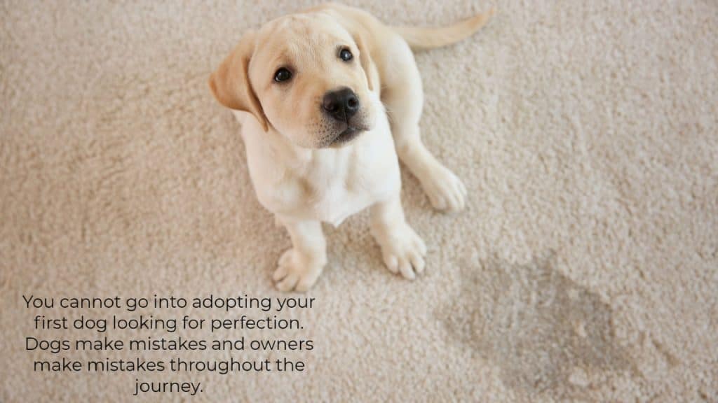 You cannot go into adopting your first dog looking for perfection. Dogs make mistakes and owners make mistakes throughout the journey.