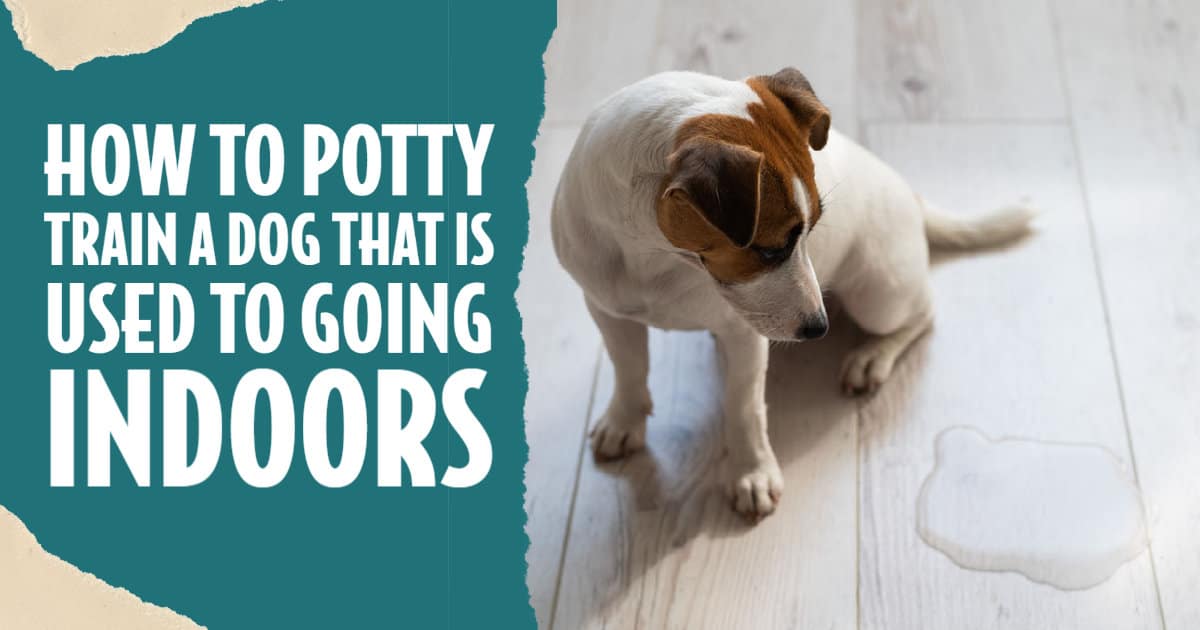 Poothy Dog How To Potty Train A Dog That Is Used To Going Indoors - Terrier Owner