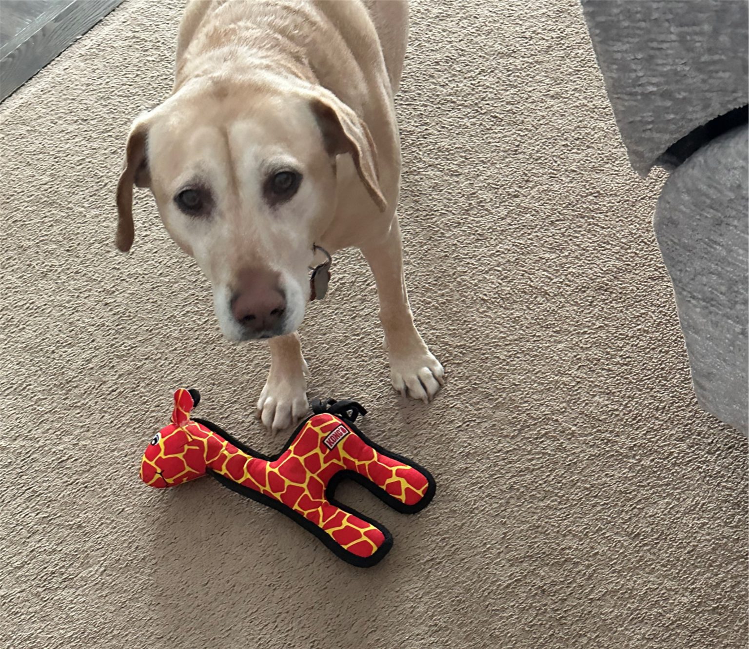 5 Long Lasting Toys For Dogs Who Love To Destroy Their Toys - Terrier Owner