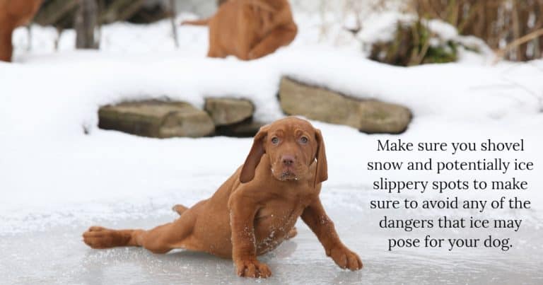 Winter Safety Tips For Dogs: 5 Snow And Cold Weather Tips - Terrier Owner