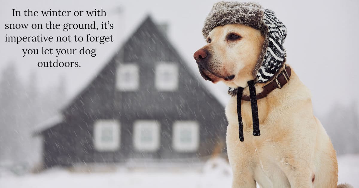 Winter Safety Tips For Dogs: 5 Snow And Cold Weather Tips - Terrier Owner