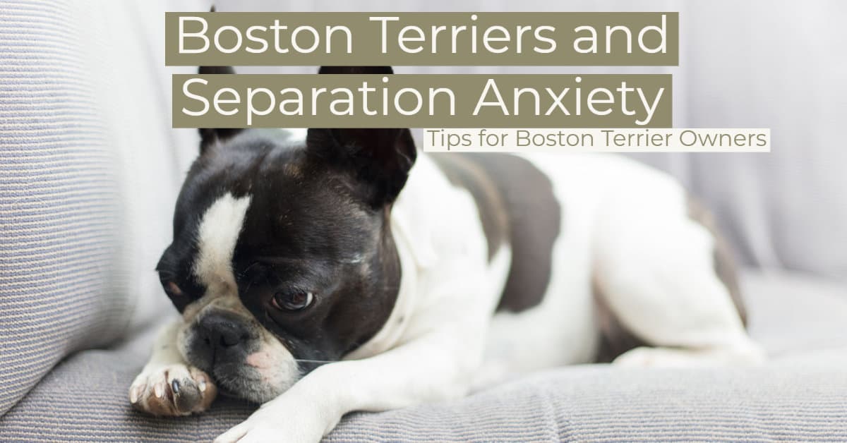 Boston Terriers and Separation Anxiety [Tips for Boston Terrier Owners ...