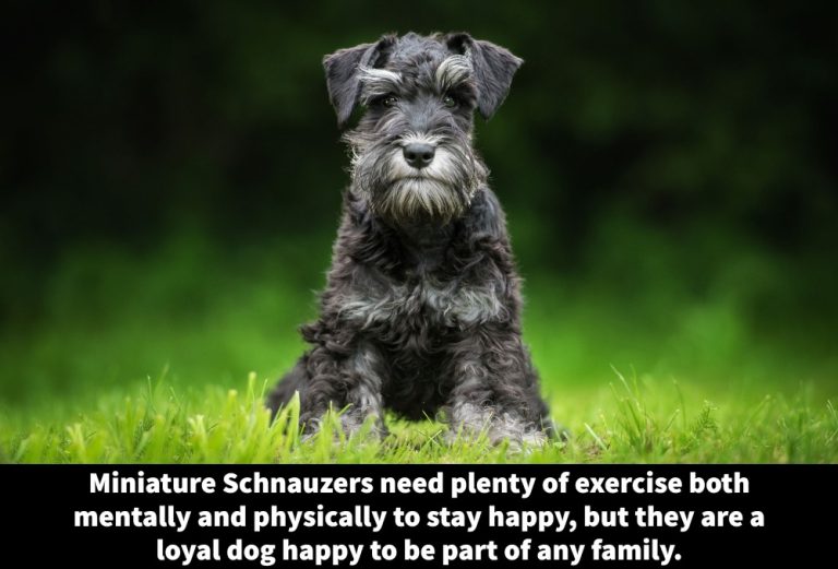 24 Hypoallergenic Terrier Breeds [Low-Shedding Terriers] - Terrier Owner