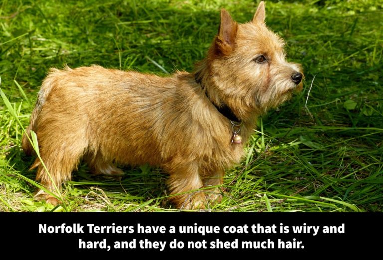 Picture of 24 Hypoallergenic Terrier Breeds [Low-Shedding Terriers] - Terrier Owner