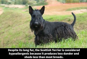 Image showcasing 24 Hypoallergenic Terrier Breeds [Low-Shedding Terriers] - Terrier Owner