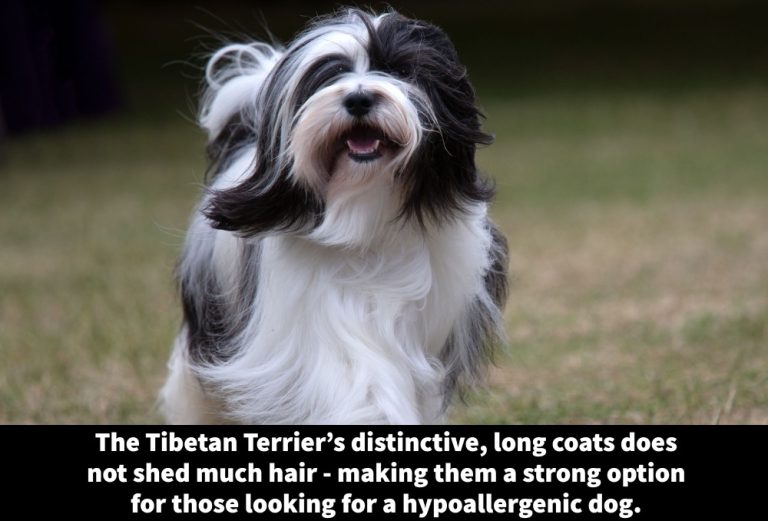 Picture of 24 Hypoallergenic Terrier Breeds [Low-Shedding Terriers] - Terrier Owner
