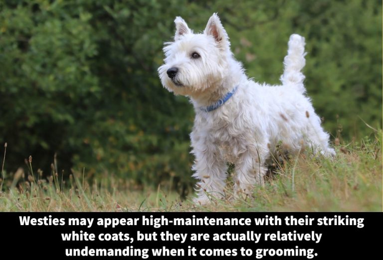 Image showcasing 24 Hypoallergenic Terrier Breeds [Low-Shedding Terriers] - Terrier Owner