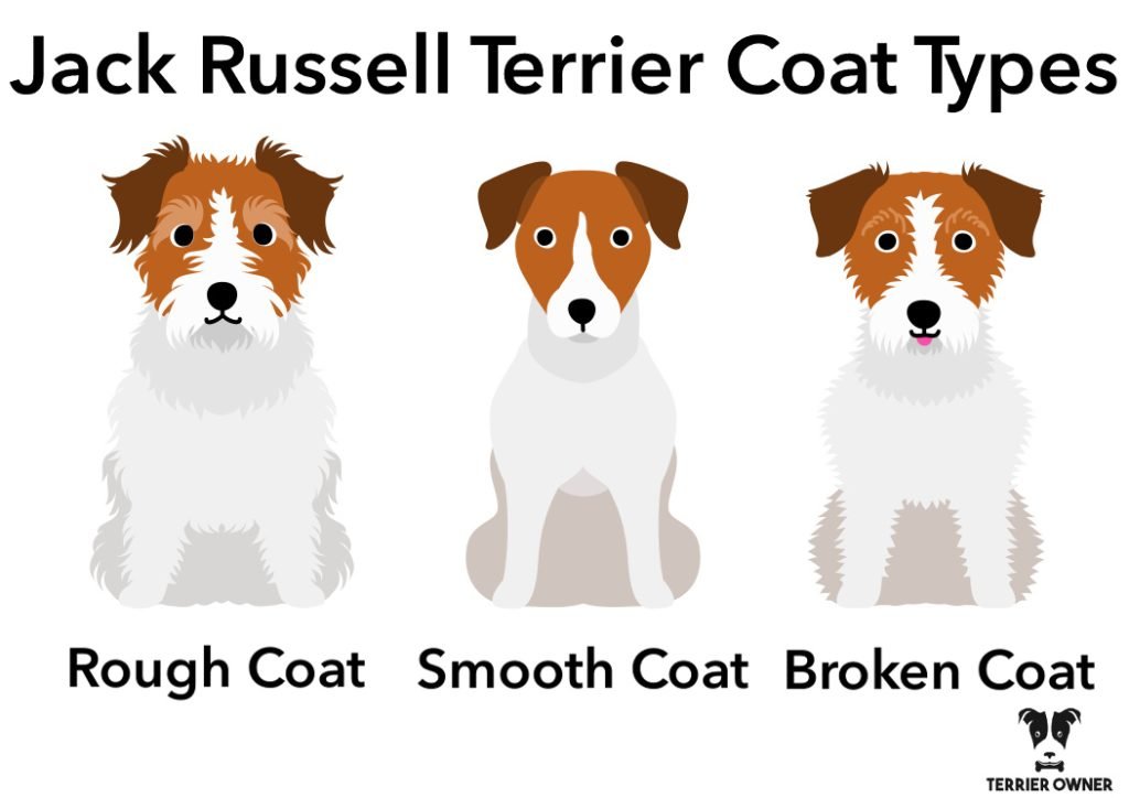 Jack Russell Terrier Coat Types Jack Russell Terrier Dog Breeds At Jack Russell Terrier Coat Types Jack Russell Terrier Dog Breeds At