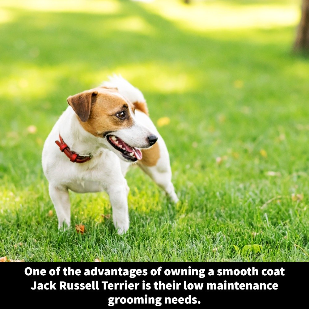 The Smooth Coat Jack Russell Terrier What To Know Terrier Owner The Smooth Coat Jack Russell Terrier What To Know Terrier Owner
