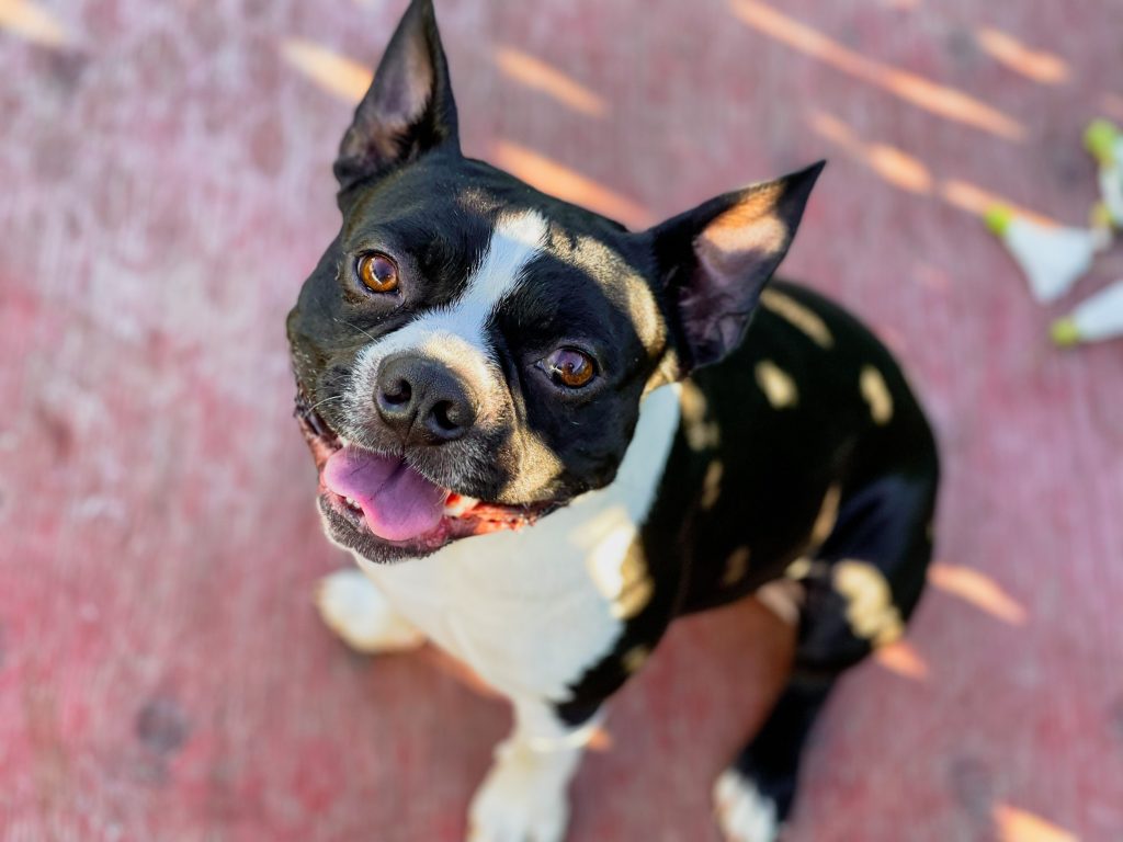 Why Do Boston Terriers Snort