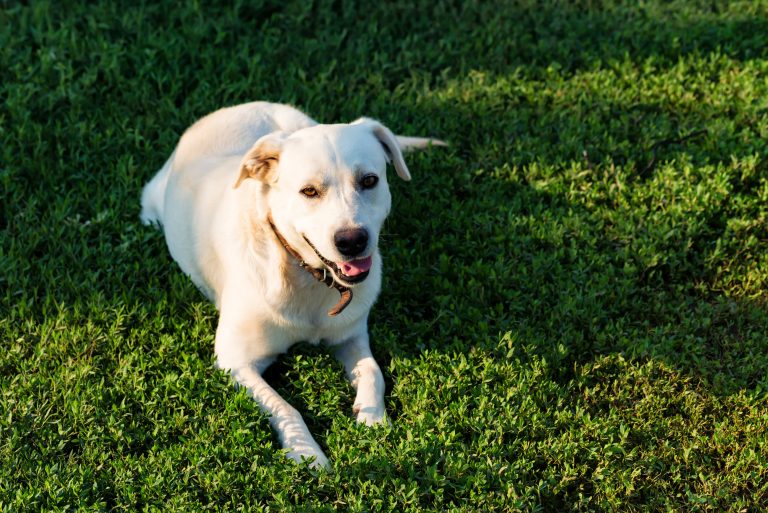 Labrador Retriever Bull Terrier Mix Breed Overview - Terrier Owner