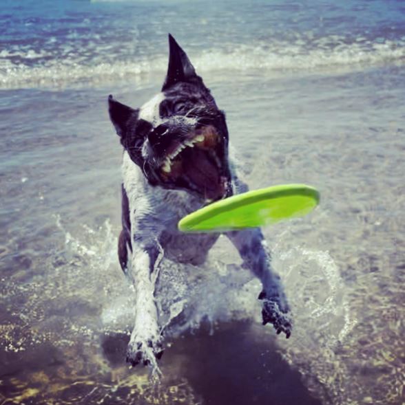 Boston Cattle Dog chasing a frisbee at the beach