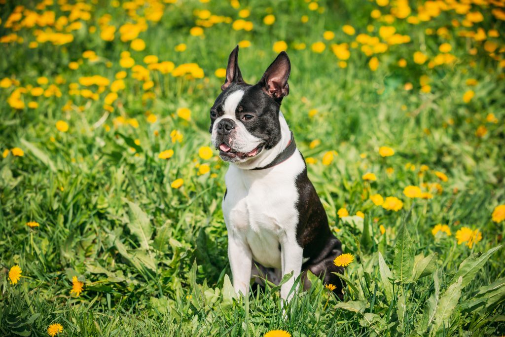 The Boston Terrier, as its name suggests, was first bred in Boston, Massachusetts in the late 19th century. Created from a mix of the English Bulldog and the now extinct English White Terrier, the intention was to combine the Bulldog's tenacity and athleticism with the Terrier's agility and intelligence.
