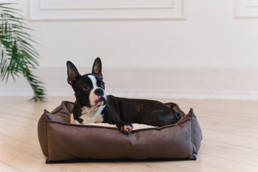 Boston Terrier Old Age Problems [How to Care for a Senior Boston Terrier]