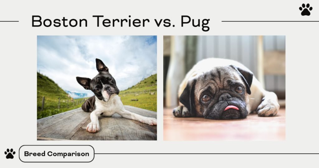 Boston Terrier vs. Pug Breed Comparison [Which is Right for Your Family?]