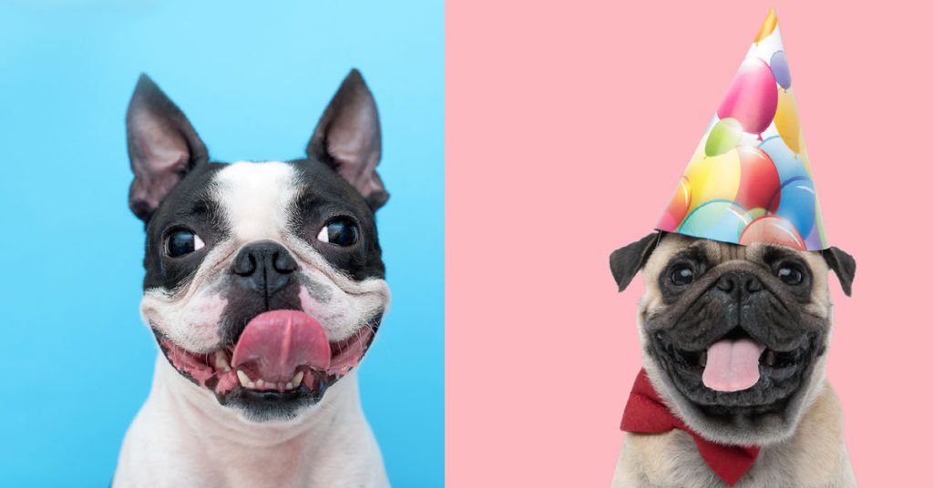 Boston Terriers and Pugs are both known for their fun personalities.