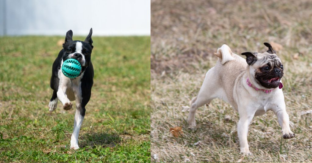 Boston Terriers and Pugs share similarities in their exercise needs due to their size and breed characteristics. However, slight differences do exist, influenced by their individual energy levels and anatomical considerations.