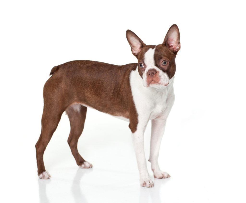 Red Boston Terrier. The personality of a Boston Terrier remains the same regardless of their coat color. A Red Boston Terrier will still exhibit the same core traits that define the breed