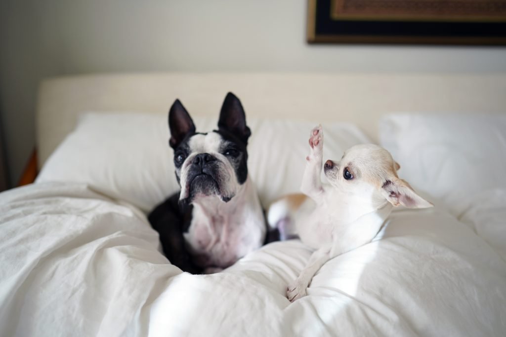 Boston Terrier with another dog