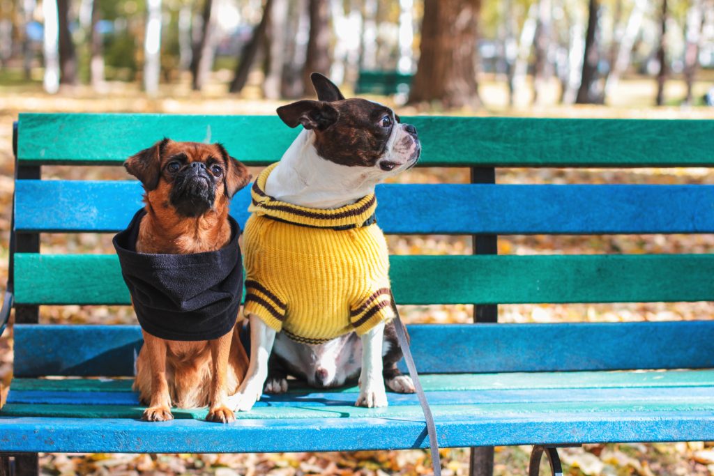 Boston Terrier sits on park bench with a Brussels Griffon