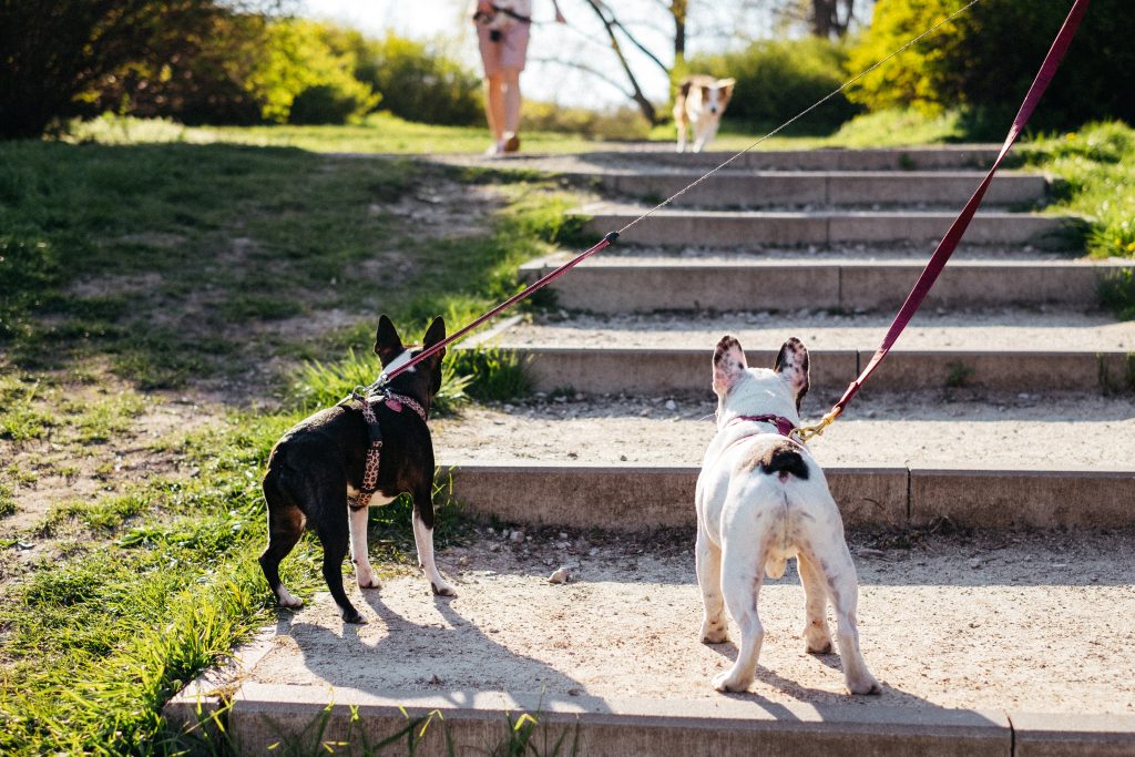 Boston Terrier and French Bulldog watch approaching dog at the park