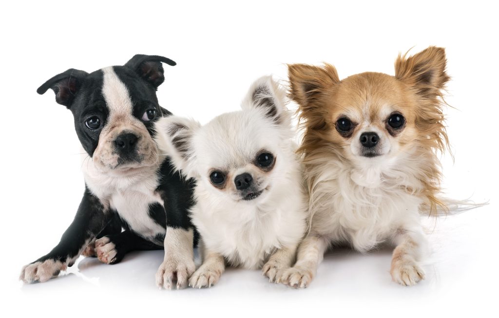 Boston Terriers typically get along well with other dogs. Their friendly nature makes them suitable for dog parks, playdates, and social gatherings.