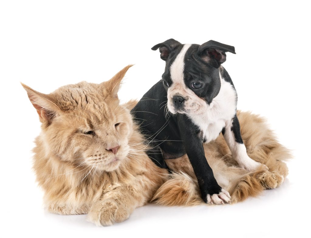 Boston Terriers can generally adapt well to living with cats. However, their interactions with cats may depend on the individual dog's temperament, as well as the cat's behavior and socialization.