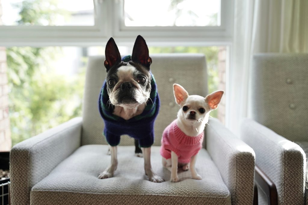 Boston Terrier with Chihuahua