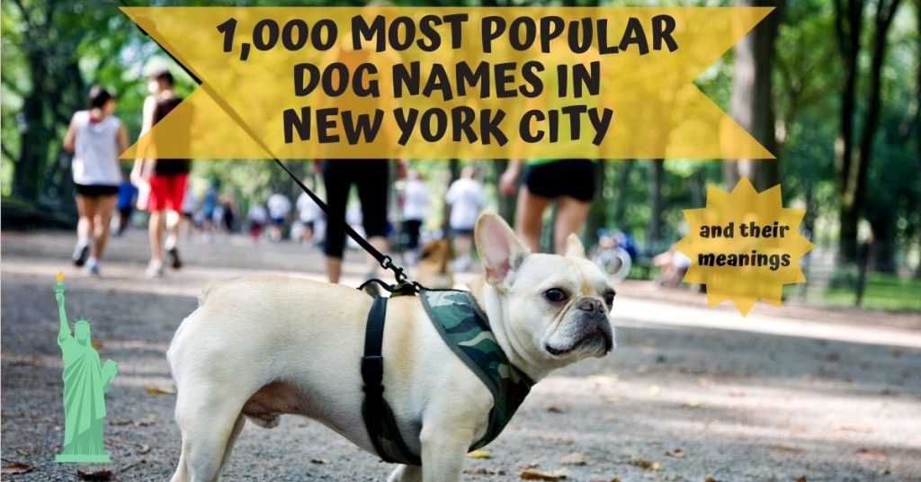 1,000 Most Popular Dog Names in New York City (and Their Meanings)