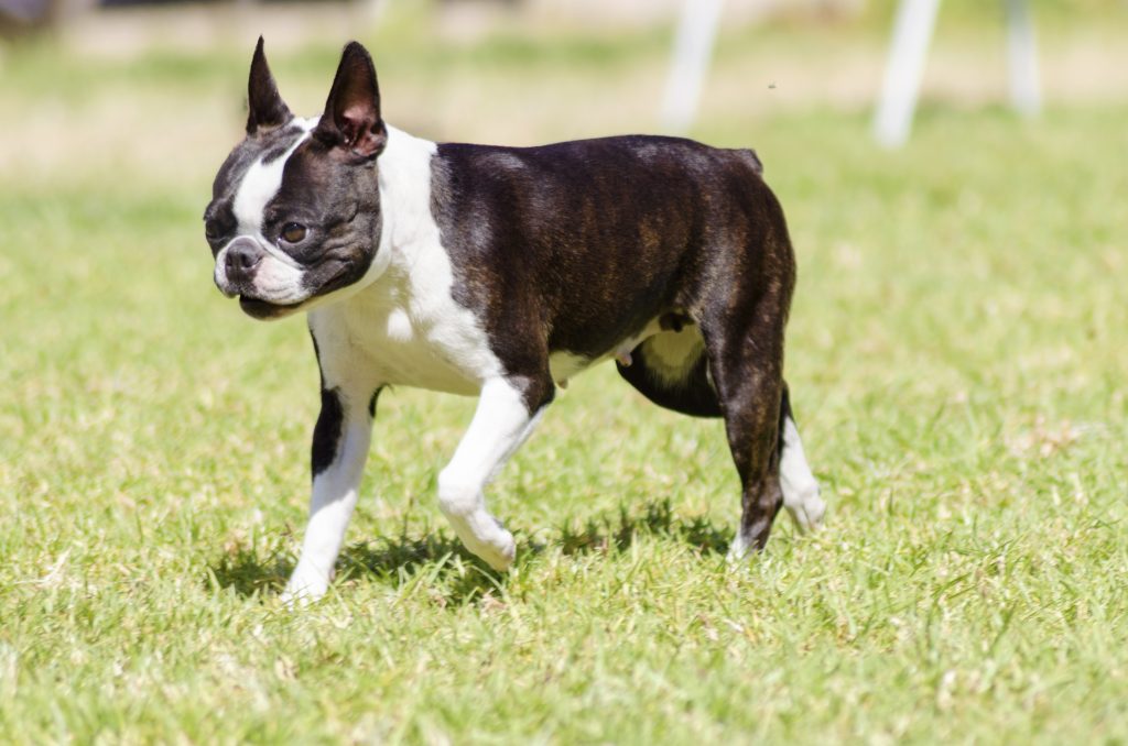 Boston Terriers are the 24th most owned dog breed in New York City.
