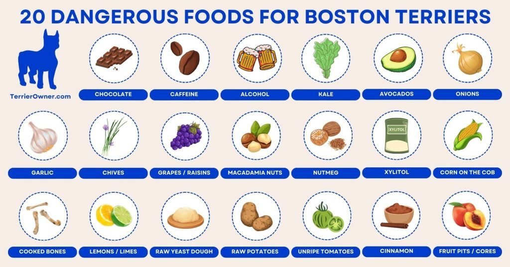20 Things Boston Terriers Should Never Eat (Dangerous Foods)