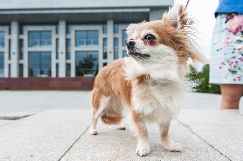 Chihuahuas are the 5th most owned dog breed in New York City.