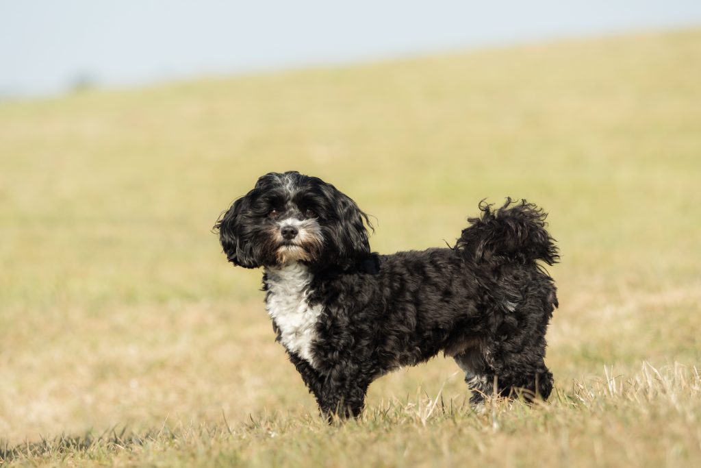 Havanese are the 13th most owned dog breed in New York City.