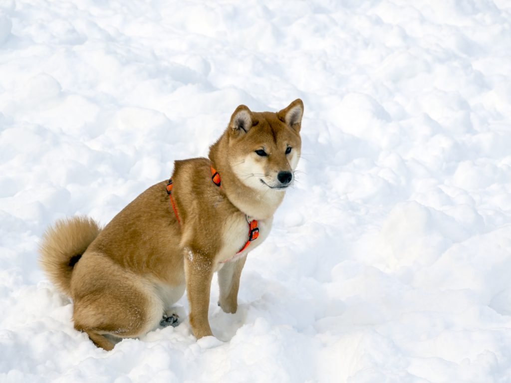Shiba Inus are the 17th most owned dog breed in New York City.