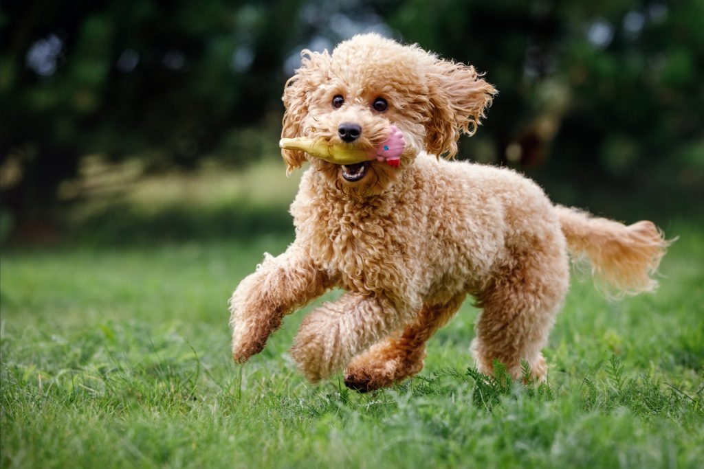 Poodles are the 3rd most owned dog breed in New York City.
