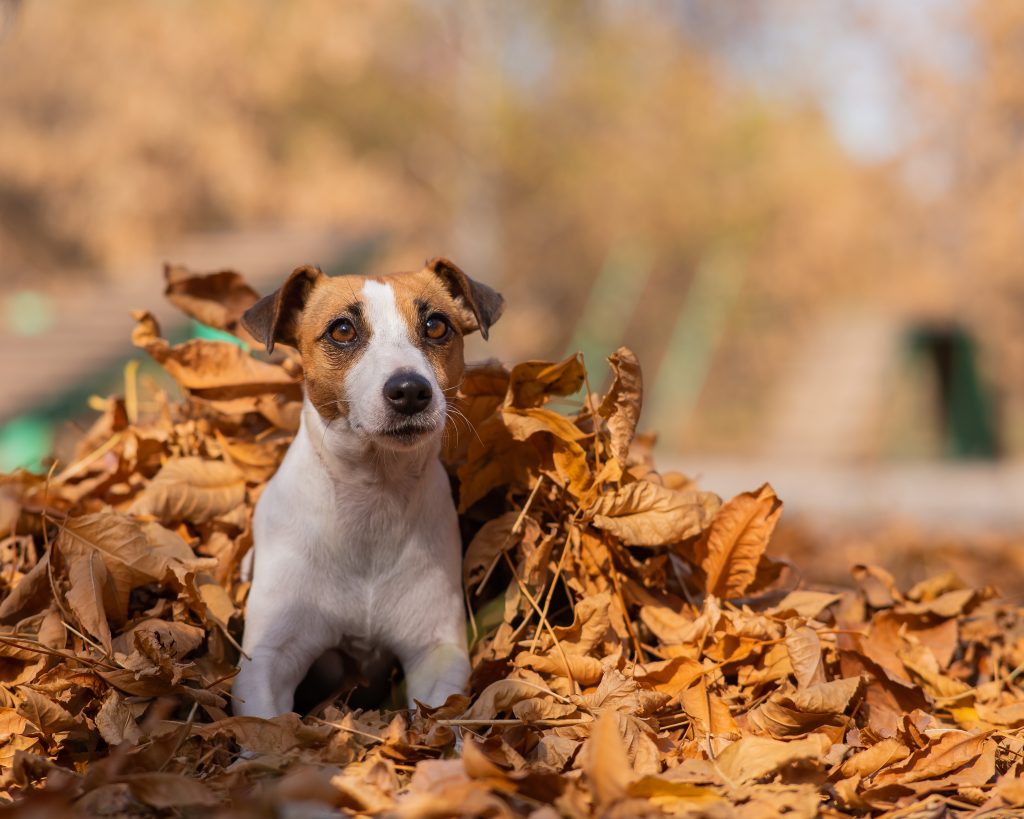 Jack Russell Terriers are the 16th most owned dog breed in New York City.