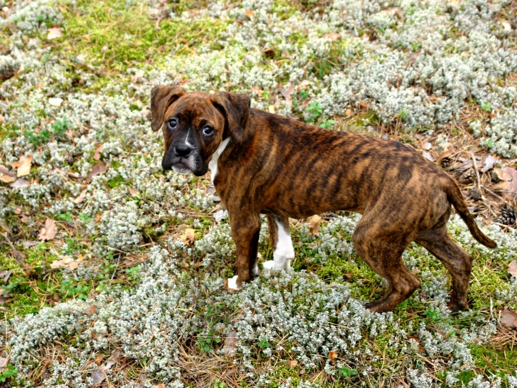 Boxers are the 26th most owned dog breed in New York City.