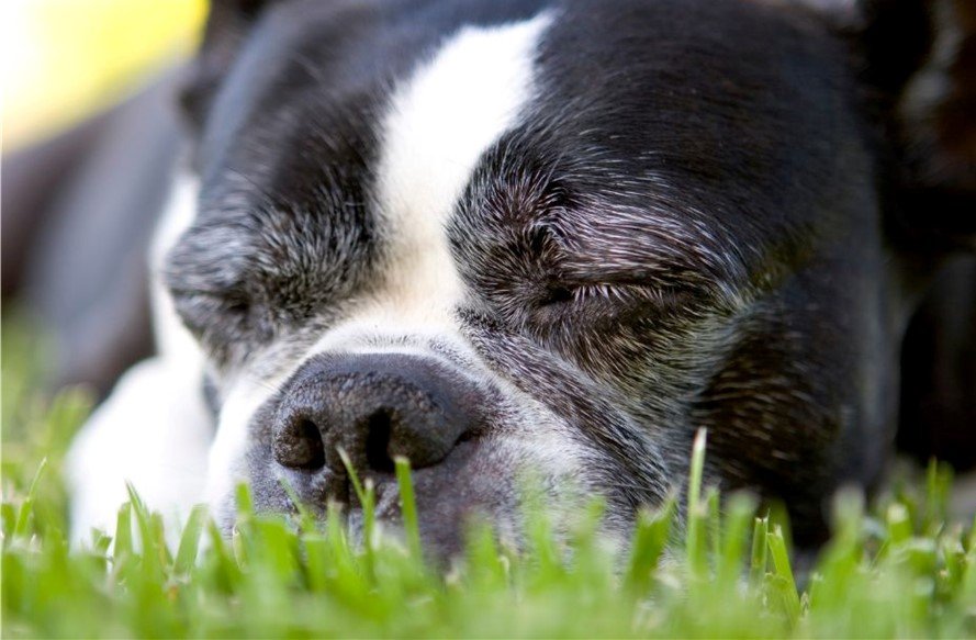 Senior Boston Terrier taking a nap in the grass.