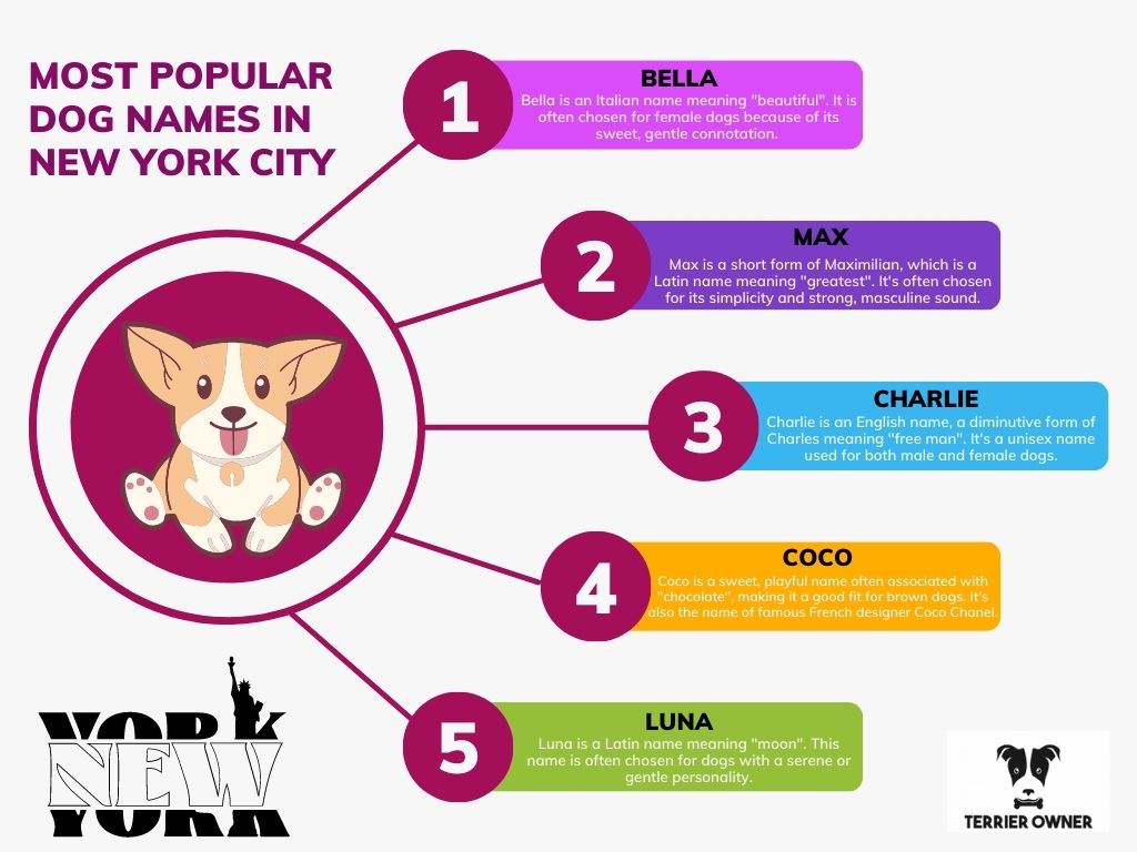 Most Popular Dog Names in New York City Infographic