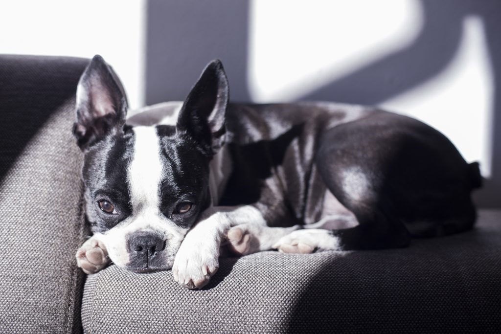 Sunlight hitting the coat of a Seal Boston Terrier