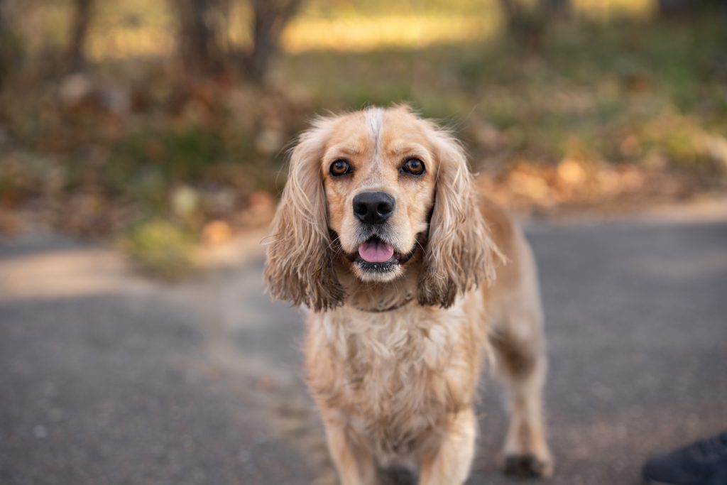 Cocker Spaniels are the 19th most owned dog breed in New York City.