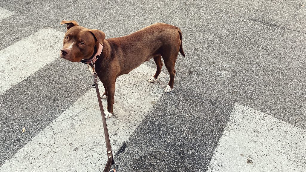 Pit Bulls are the 7th most owned dog breed in New York City.