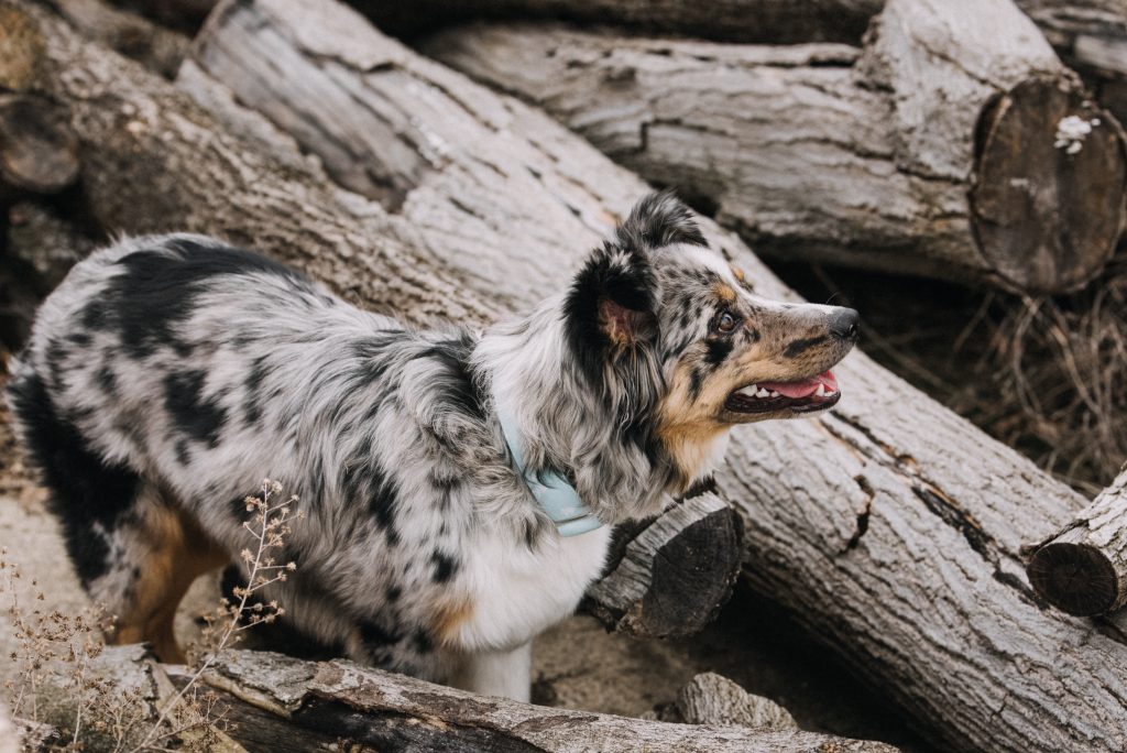 Australian Shepherds are the 25th most owned dog breed in New York City.