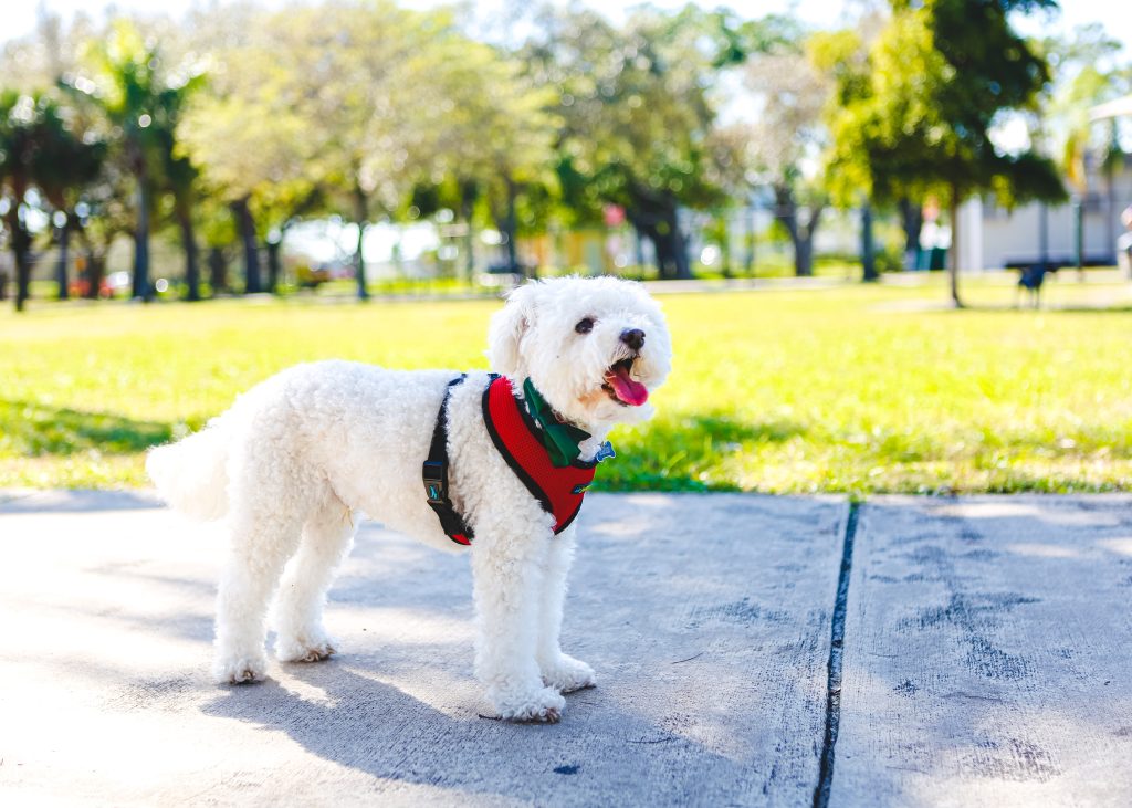 Bichon Frises are the 18th most owned dog breed in New York City.