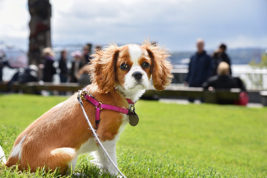 Cavalier King Charles Spaniels are the 20th most owned dog breed in New York City.